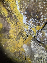 Chrysothrix candelaris