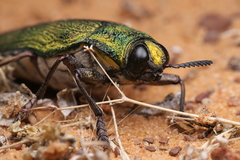 Steraspis speciosa