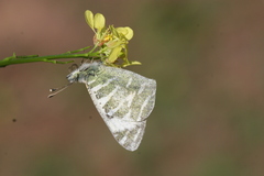 Euchloe grancanariensis