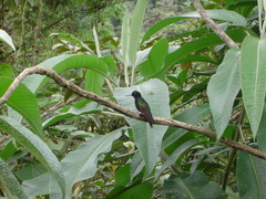 Boissonneaua jardini