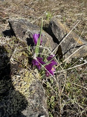 Olsynium douglasii