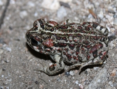 Anaxyrus boreas halophilus