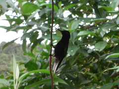 Boissonneaua jardini