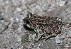 Anaxyrus boreas halophilus