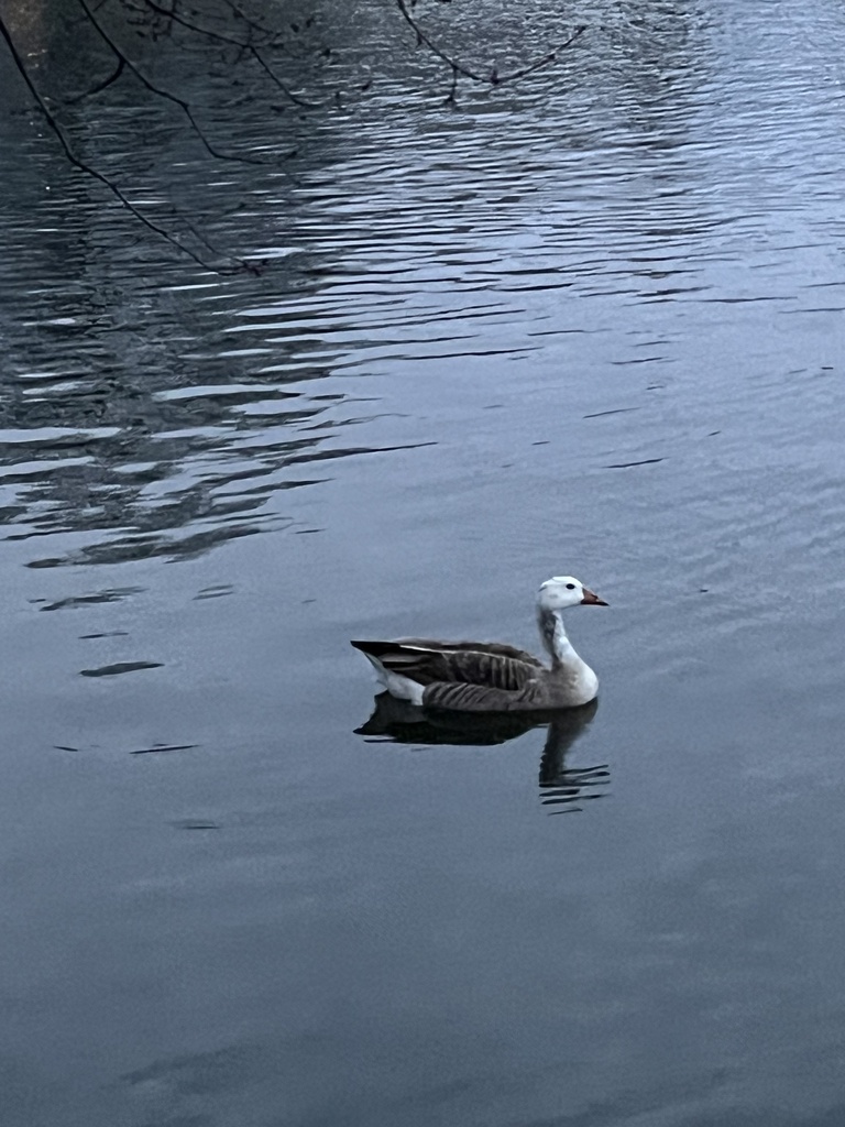 Black Geese × Grey Geese from Byrd Park, Richmond, VA, US on February