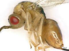 Bootanomyia