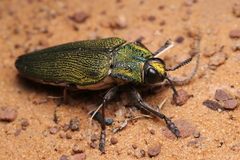 Steraspis speciosa