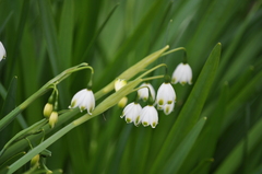 Leucojum aestivum pulchellum