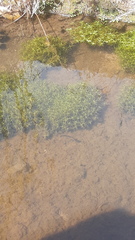 Callitriche heterophylla