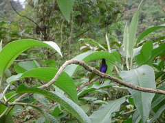 Boissonneaua jardini