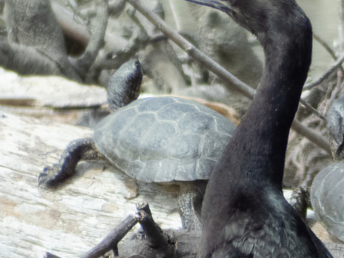 Actinemys pallida