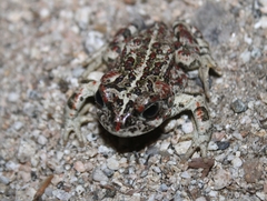Anaxyrus boreas halophilus