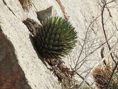 Agave victoriae-reginae
