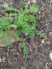 Vicia ludoviciana