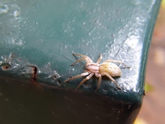 Arachosia praesignis