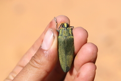 Steraspis speciosa