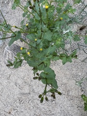 Senecio mohavensis