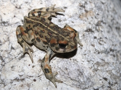 Anaxyrus boreas halophilus