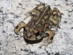Anaxyrus boreas halophilus