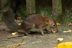 Tupaia glis