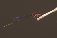 Enallagma dubium