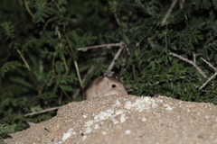 Chaetodipus fallax pallidus