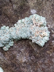 Lepraria finkii