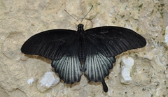 Papilio memnon