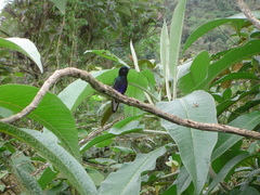 Boissonneaua jardini