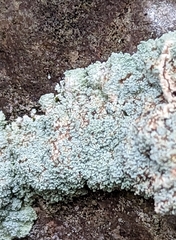 Lepraria finkii