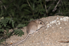 Chaetodipus fallax pallidus