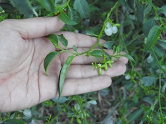 Vallesia glabra