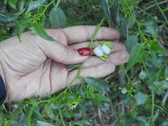 Vallesia glabra