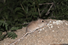 Chaetodipus fallax pallidus