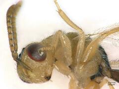 Bootanomyia stigmatizans