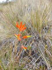 Castilleja integrifolia