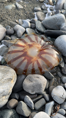 Chrysaora melanaster