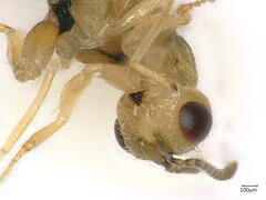 Bootanomyia stigmatizans