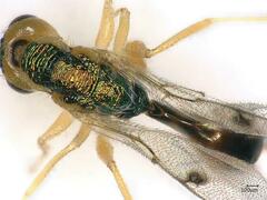 Bootanomyia stigmatizans