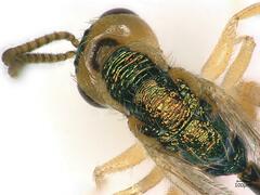 Bootanomyia stigmatizans