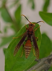 Polistes cavapyta