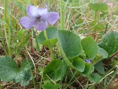Viola langsdorffii