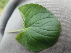 Viola langsdorffii