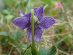 Viola langsdorffii