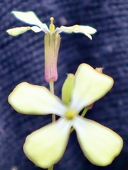 Raphanus raphanistrum