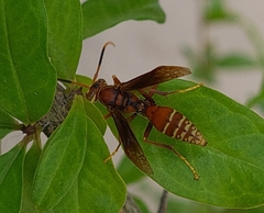 Polistes cavapyta