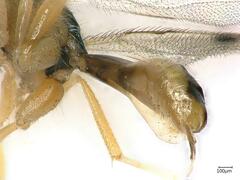 Bootanomyia stigmatizans