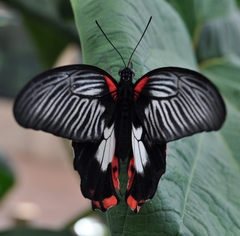 Papilio rumanzovia