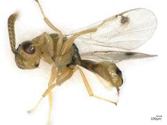 Bootanomyia stigmatizans