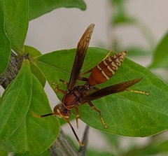 Polistes cavapyta